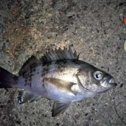 メバルの気持ちは分からない・・・